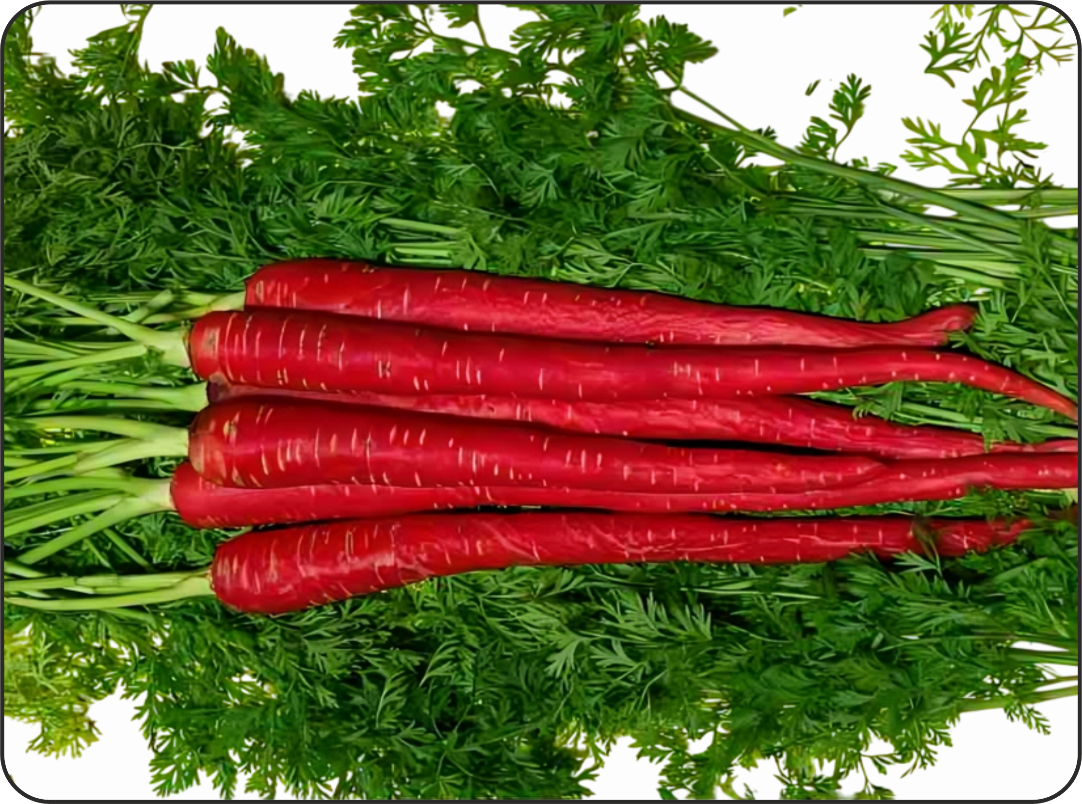 Carrot